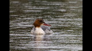 Redbreasted Merganser  Mergus serrator filmed on the lake in Princes Park Eastbourne [upl. by Netsruk]