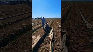 Sacando plástico agricultura notengolosderechosdeautordelamusica vlog agriculture [upl. by Hamaso]