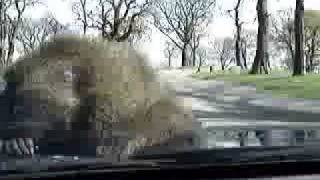 Monkeys on car hood [upl. by Frans]