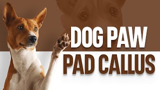 Dog Paw Pad Callus Prevention and Removal [upl. by Ennaus]