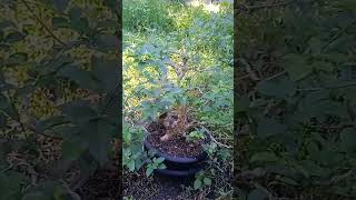 Vitex Parviflora bonsai on process👍 [upl. by Gnaig881]