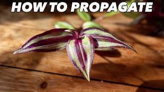 Tradescantia Zebrina Propagation amp Care  Houseplant Hacks  Inch Plant [upl. by Mendoza636]