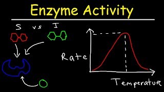 Factors Affecting Enzyme Activity  pH Temperature Competitive and Noncompetitive Inhibition [upl. by Iruahs85]