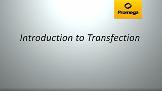 Introduction to Transfection [upl. by Ahscrop]