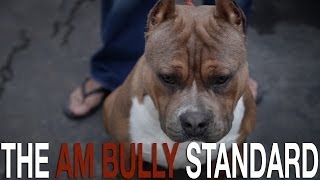 THE AMERICAN BULLY BREED STANDARD [upl. by Mohammad]