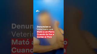 Entre lágrimas denuncian a veterinario que mató a un perro cuando le iba a cortar el cabello  N [upl. by Ochs]