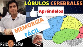 COMPRENDE Y MEMORIZA los LÓBULOS CEREBRALES Y SUS FUNCIONES FÁCIL Y RÁPIDO explicación concreta [upl. by Ahsratan409]