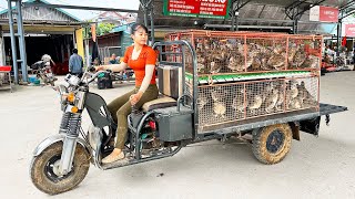 Harvesting 150 Quails Goes To The Market Sell  Buy 100 Chicks To Raise  Tiểu Vân Daily Life [upl. by Sharos]