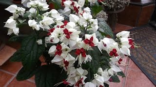 Clerodendrum thomsoniae plant in beautiful bloom [upl. by Florry]