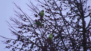 Ringnecked Parakeet  Glasgow  Scotland  10012018 [upl. by Assin]