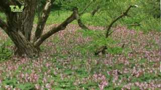 Rotsooievaarsbek  Geranium macrorrhizum  bigroot geranium  rock cranesbil [upl. by Eenaj]