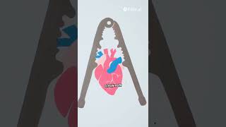 🫀 Lets See How Our Heart Works 💓 ScienceShorts [upl. by Nadeen234]