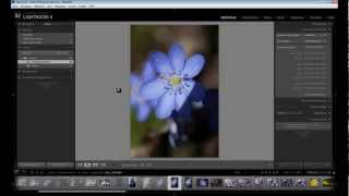 Lightroom  Sortieren und Organisieren [upl. by Radborne984]