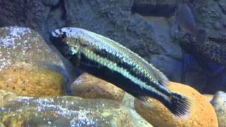 Male melanochromis auratus [upl. by Dionis]