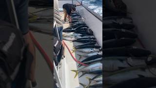 Catching 150 yellowtail off the coast of San Diego California Day Trip Liberty Sportfishing 2024 [upl. by Kumar]