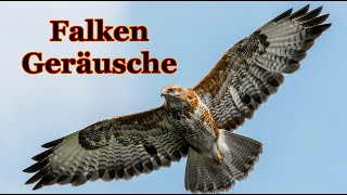 Falken Geräusche  falkenschrei [upl. by Idok]