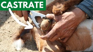 How to Castrate a Goat  Goat Helper Bloopers at End [upl. by Ney462]