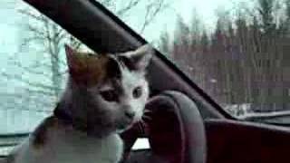 cat driving a car [upl. by Nasho]