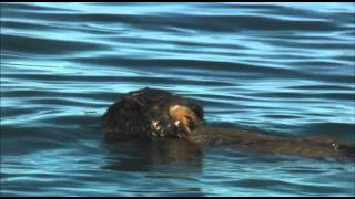 Honey Badger Narrates The Precious Sea Otter [upl. by Atinek]