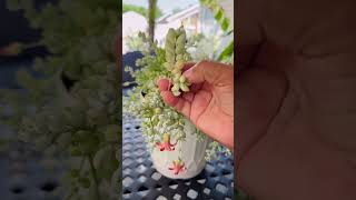 Cotyledon pendens suculenta con hermosas flores succulents [upl. by Hogarth]