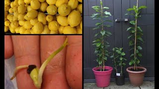 Faire pousser un citronnier à partir de graines de citron  Growing lemon tree from seeds [upl. by Talich277]