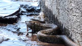 Schlange am Gardasee Italien  2024  Natrix Tesselata [upl. by Corinna]