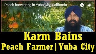 Peach harvesting in Yuba City California by farmer Karm Bains Son of Peach King S Didar S Bains [upl. by Eniawd]