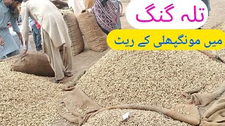 Talagang Ki Ghalla Mandi Mein Mongphali K Taaza Rates  Peanut Fresh Rates  Mongphali K Bhav [upl. by Aihtyc]