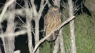 Morepork 𝘕𝘪𝘯𝘰𝘹 𝘯𝘰𝘷𝘢𝘦𝘴𝘦𝘦𝘭𝘢𝘯𝘥𝘪𝘢𝘦 1 [upl. by Yecnuahc]