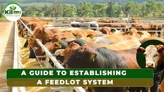 HOW TO EARN MILLIONS IN FEEDLOT SYSTEM Beef Farming Guide [upl. by Chancey431]