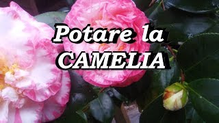 POTARE LA CAMELIA [upl. by Landel]