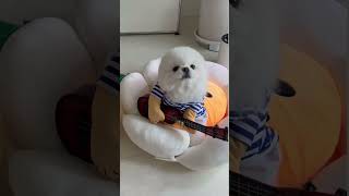 Pomeranian Song cute puppy pomeranian dog reels viral trendingshorts puppies barking [upl. by Applegate]