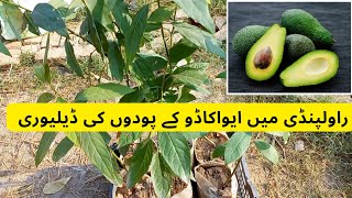 Avocado Plants Delivered To Rawalpindi  Rare Garden [upl. by Namdor]