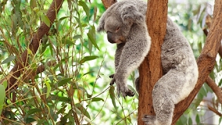 Koala Documentary  Australian Koalas  Cute Koala Bears  The Koala Bear  Animal amp Nature Film [upl. by Bertina879]