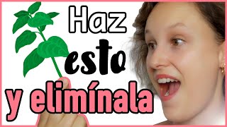 ¿Orégano para la CANDIDIASIS Descubre Cómo Eliminar el Hongo CÁNDIDA con Tratamiento Natural [upl. by Helbonia]