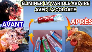 COMMENT SOIGNER LA VARIOLE AVIAIRE EN UTILISANT LA COLGATE [upl. by Ecirual791]