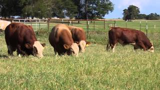 Long yearling Fleckvieh bulls [upl. by Narcissus]