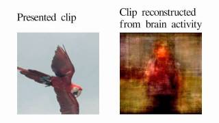 Movie reconstruction from human brain activity [upl. by Mindy779]