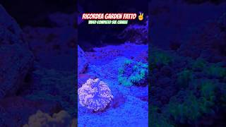 primo step del Ricordea garden music anime remix aquarium fish coral aquascape mare acqua [upl. by Labaw260]