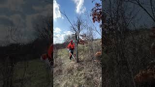 Cutting down a dry tree with Stihl Fs 560 C with 225 mm circular saw blade [upl. by Ycat]