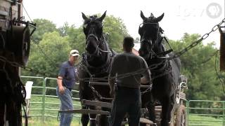 Fair 2009 Draft Horses [upl. by Gnaht]