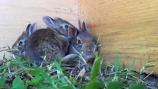 Bath time for the baby cottontail rabbits [upl. by Naic]