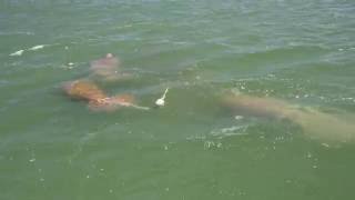 Manatee Tracking Project 2016 Following TGA016 [upl. by Ennovyahs56]