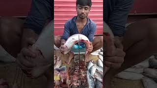 Amazing fungus fish cutting short videos [upl. by Swann3]