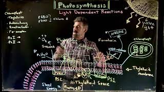 Basic Atomic Structure A Look Inside the Atom [upl. by Kameko]