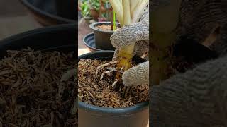 Mas maraming ugat ngayonAir Layering Propagation MethodBest for Beginners plantingtips [upl. by Llyrehc]