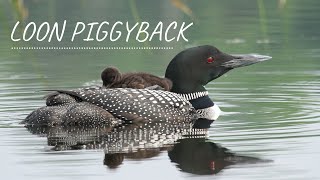 Common Loon Parent and Baby Chick Piggy Back Fun [upl. by Bascio]