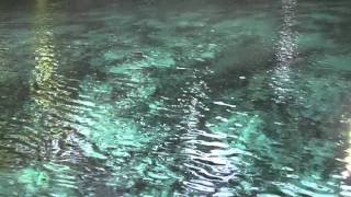 Suwannee River Manatees Cave diving [upl. by Sheply]