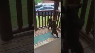 Bear Cubs Engage in Playful Fisticuffs Outside Tennessee Cabin [upl. by Aisayt]