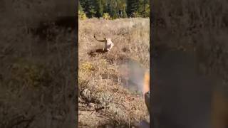 Mountain lion stalks elk hunter in Idaho Saved by Glock27 Warning Shorts viralvideo shorts [upl. by Noitsuj]